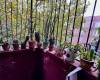 1620 Avenue I, Brooklyn, New York 11230, 3 Bedrooms Bedrooms, ,2 BathroomsBathrooms,Residential,For Sale,Avenue I,490917