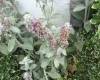 28 Devon Place, Staten Island, New York 10301, 3 Bedrooms Bedrooms, ,3 BathroomsBathrooms,Residential,For Sale,Devon,492170