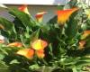 28 Devon Place, Staten Island, New York 10301, 3 Bedrooms Bedrooms, ,3 BathroomsBathrooms,Residential,For Sale,Devon,492170